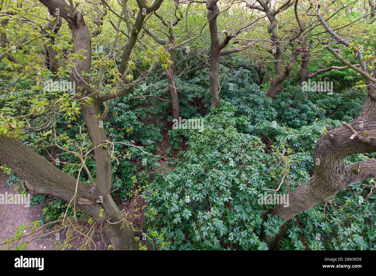 Rhodedendrons Invasion Eichenwälder Weybourne Norfolk Stockfoto
