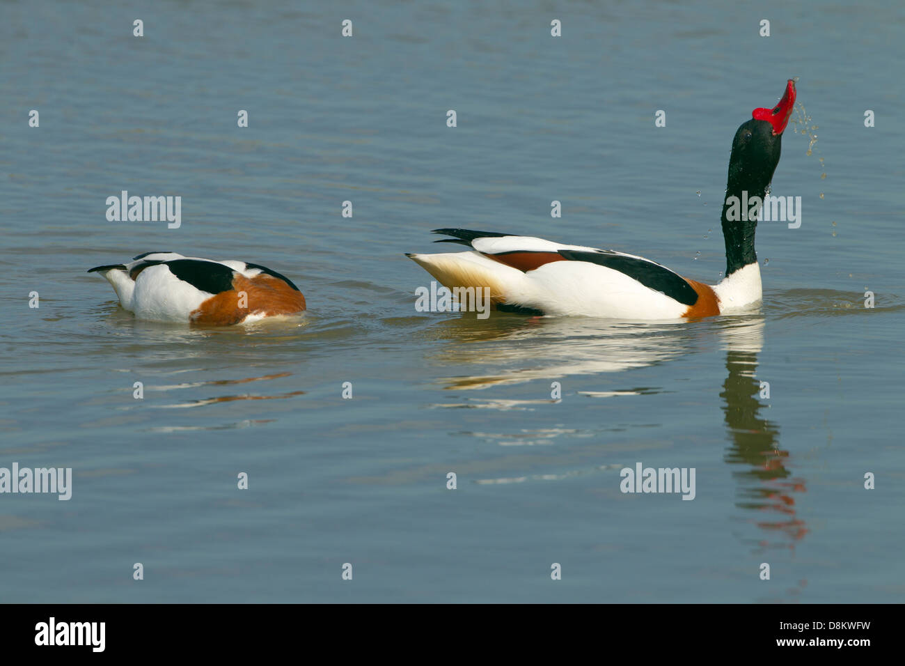 Brandgans Tadorna Tadorna paar Fütterung Frühling Stockfoto