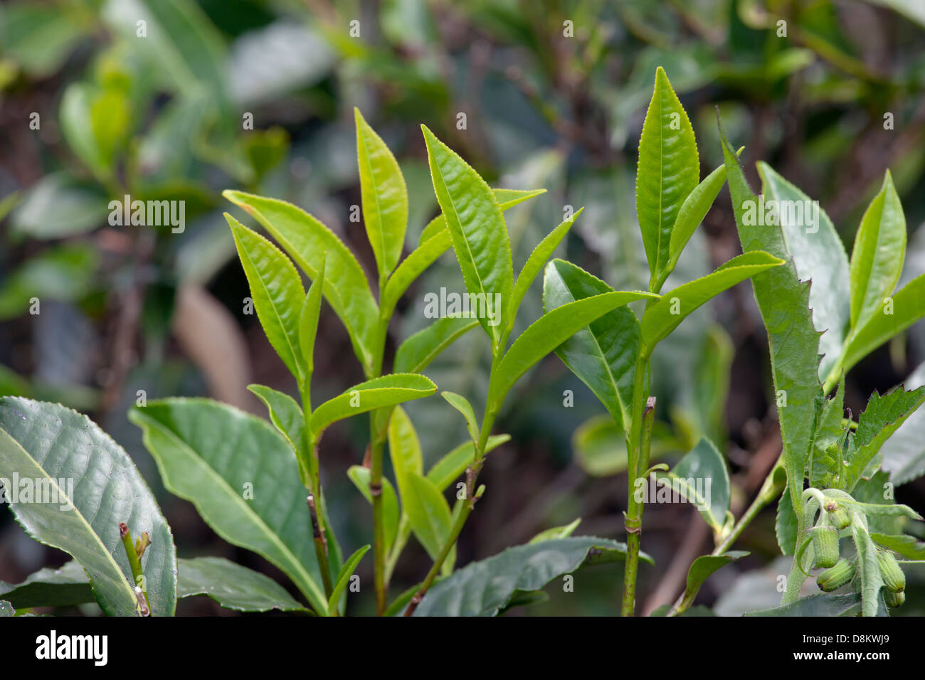 Tee Camellia Sinensis Blätter bereit für die Ernte Sri Lanka März Stockfoto