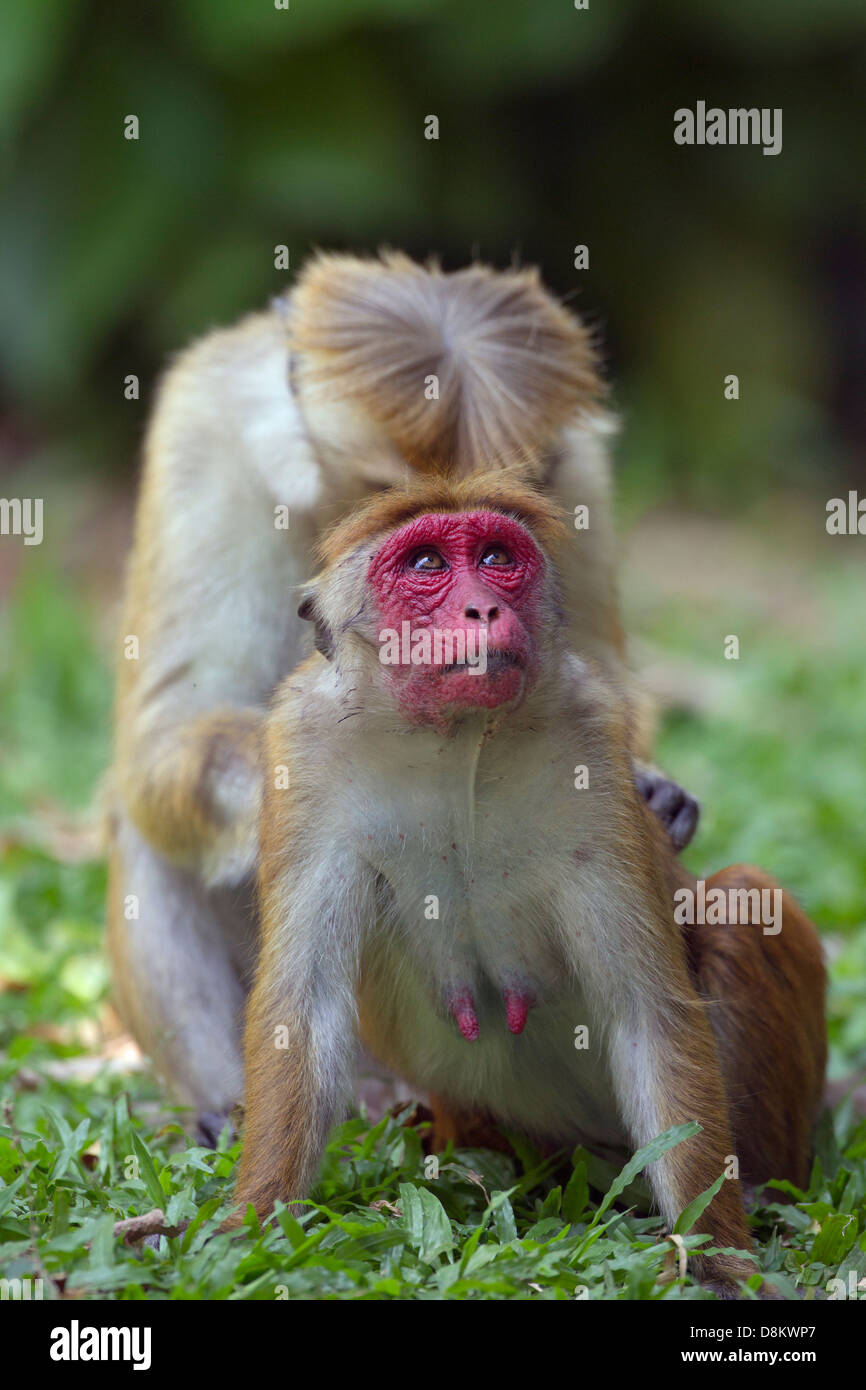 Toque Makaken Macaca Sinica Sinica Gruppe Fütterung Stockfoto