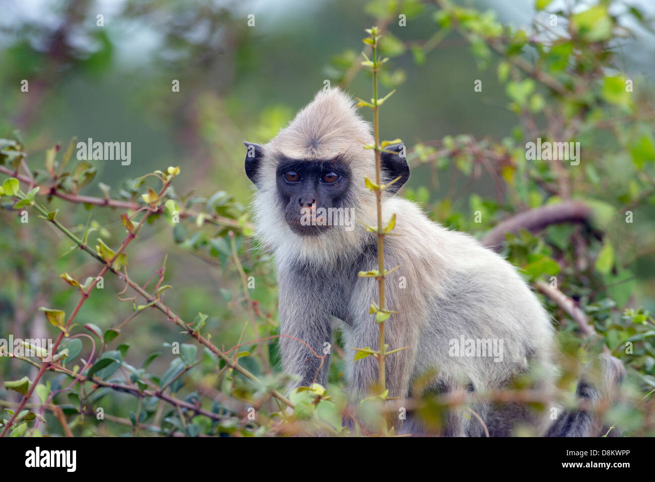 Getuftete grau Languren Semnopithecus Priamos im Yala-Nationalpark Sri Lanka Stockfoto