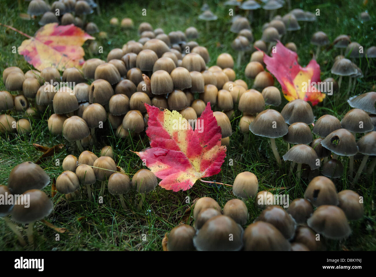 Pilz Cluster mit hellen Blätter im Herbst in der Nähe von Asheville, North Carolina. (USA) Stockfoto