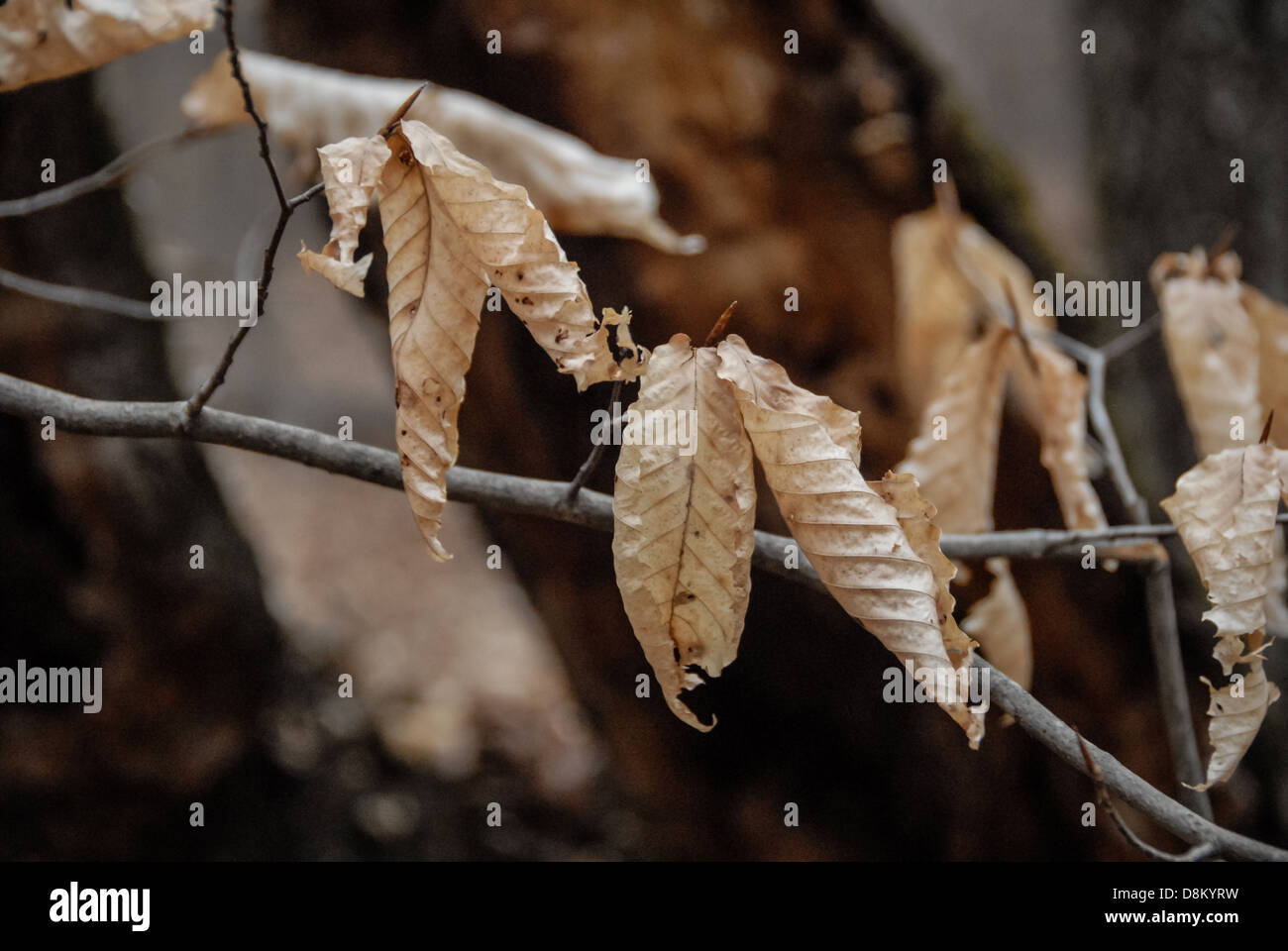 Tot Blätter hängen leblos aus einem Ast im Winter. Stockfoto