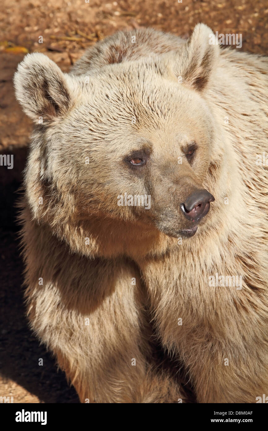 Ein schöner Bär stellt für den Besucher im park Stockfoto