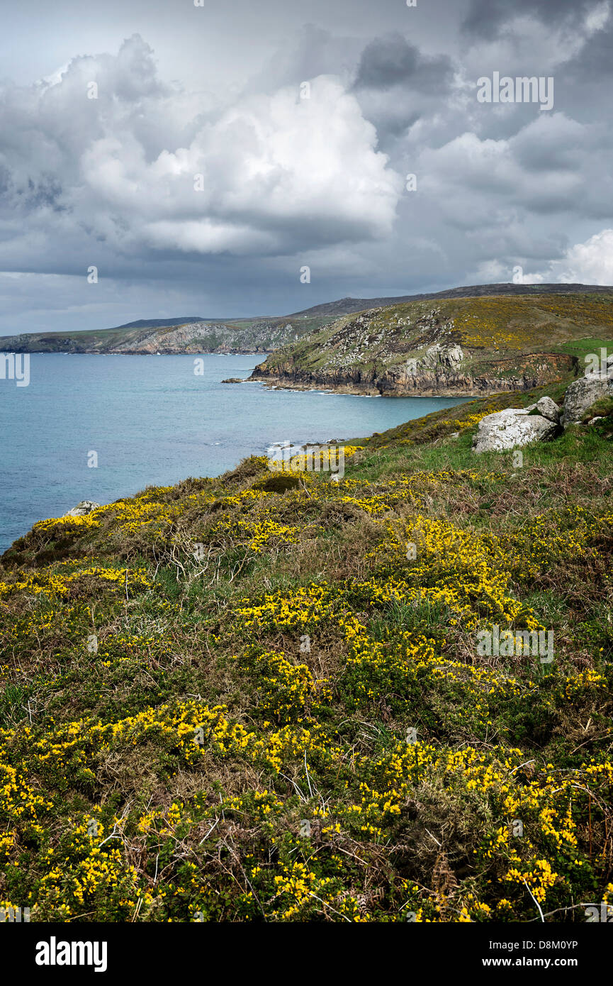 Ginster wachsen an der Küste von Pendeen in Cornwall. Stockfoto