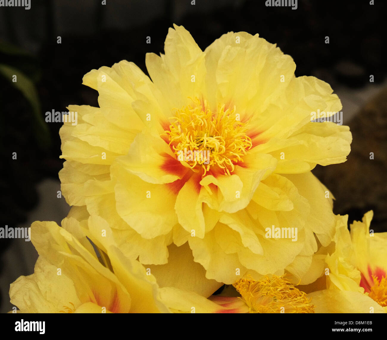 Eine Pfingstrose auf dem Display auf der Chelsea Flower Show. Stockfoto