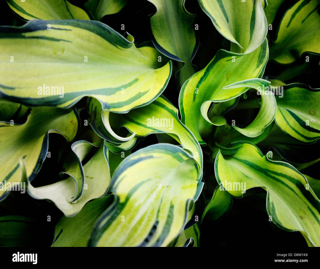 "Hosta"Ripple Effect"auf dem Display auf der Chelsea Flower Show. Stockfoto