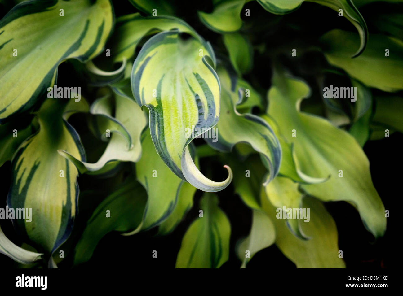 "Hosta"Ripple Effect"auf dem Display auf der Chelsea Flower Show. Stockfoto