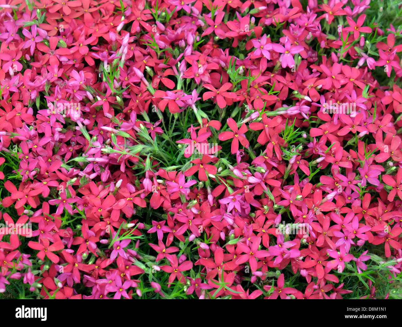 Phlox Douglasii 'Zeigeunerblut' auf dem Display auf der Chelsea Flower Show. Stockfoto