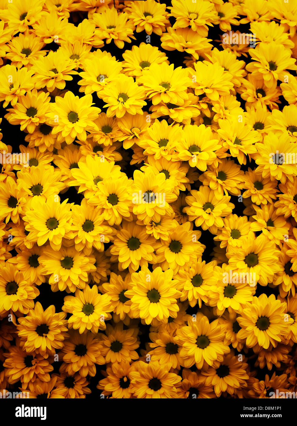 Chrysanthemen "Bacardi sonnigen" auf dem Display auf der Chelsea Flower Show. Stockfoto