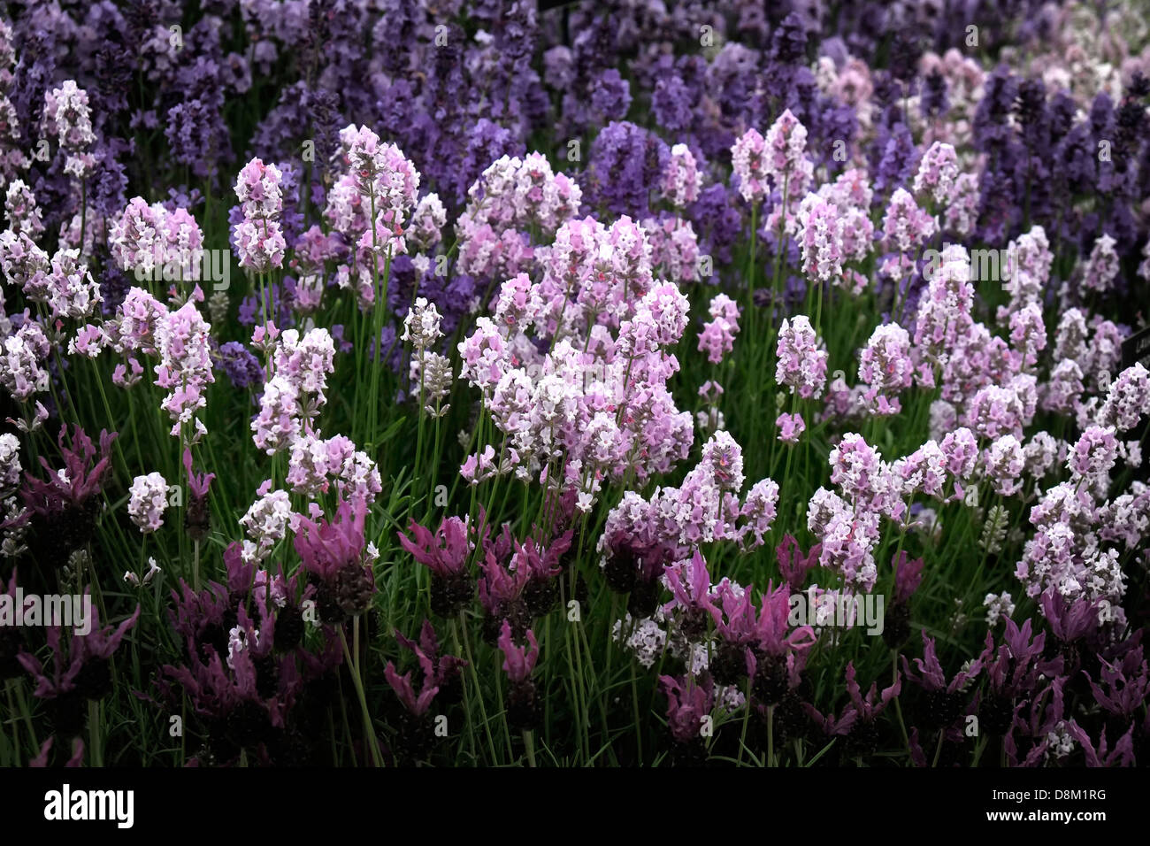 Heather auf dem Display auf der Chelsea Flower Show. Stockfoto