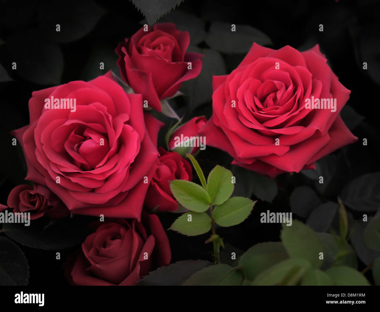 Rosen auf der Chelsea Flower Show. Stockfoto