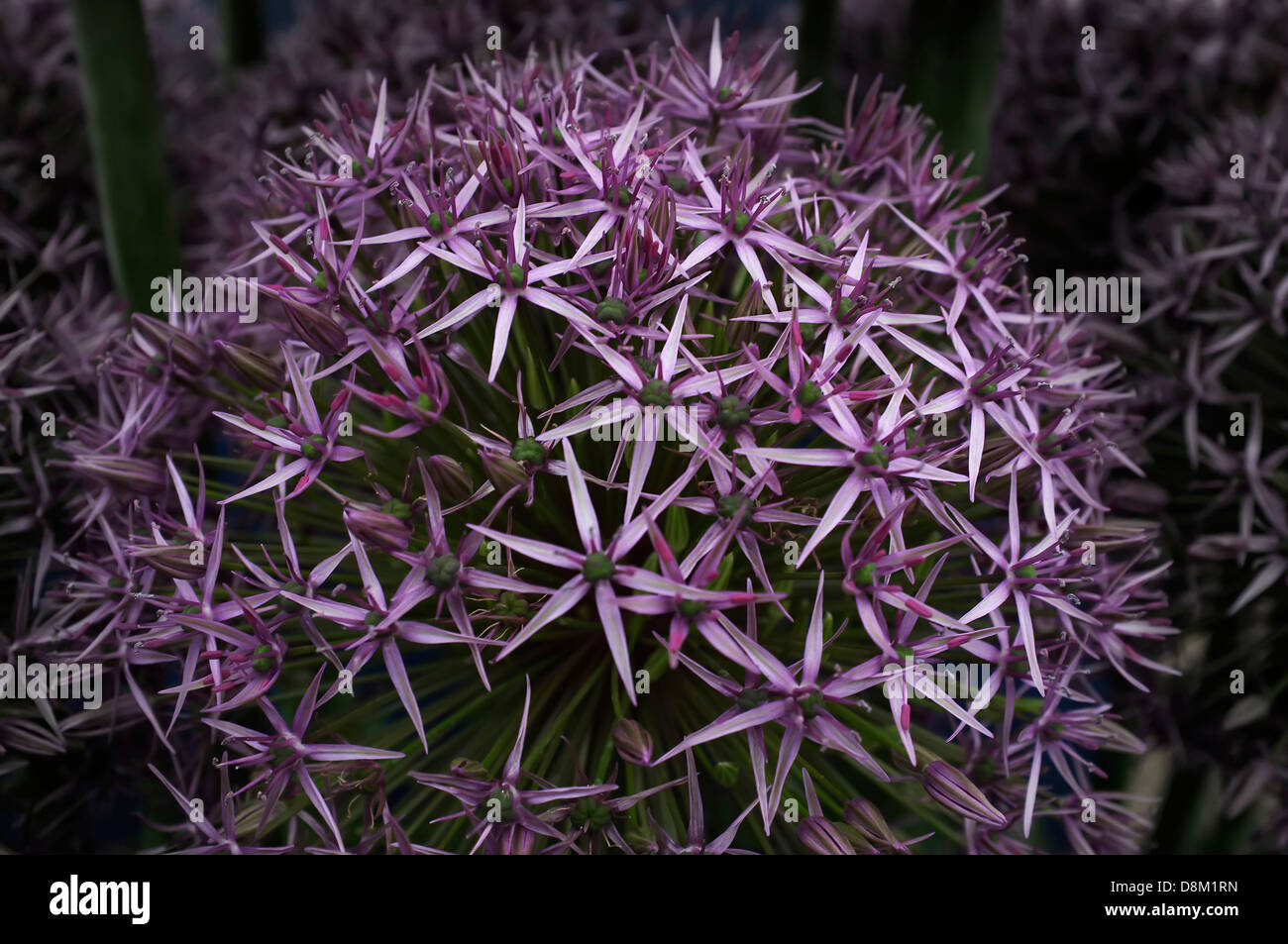 Allium 'Atlas' auf dem Display auf der Chelsea Flower Show. Stockfoto