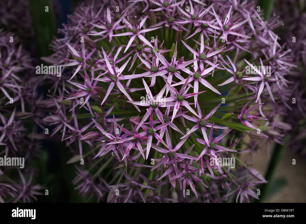 Allium 'Atlas' auf dem Display auf der Chelsea Flower Show. Stockfoto