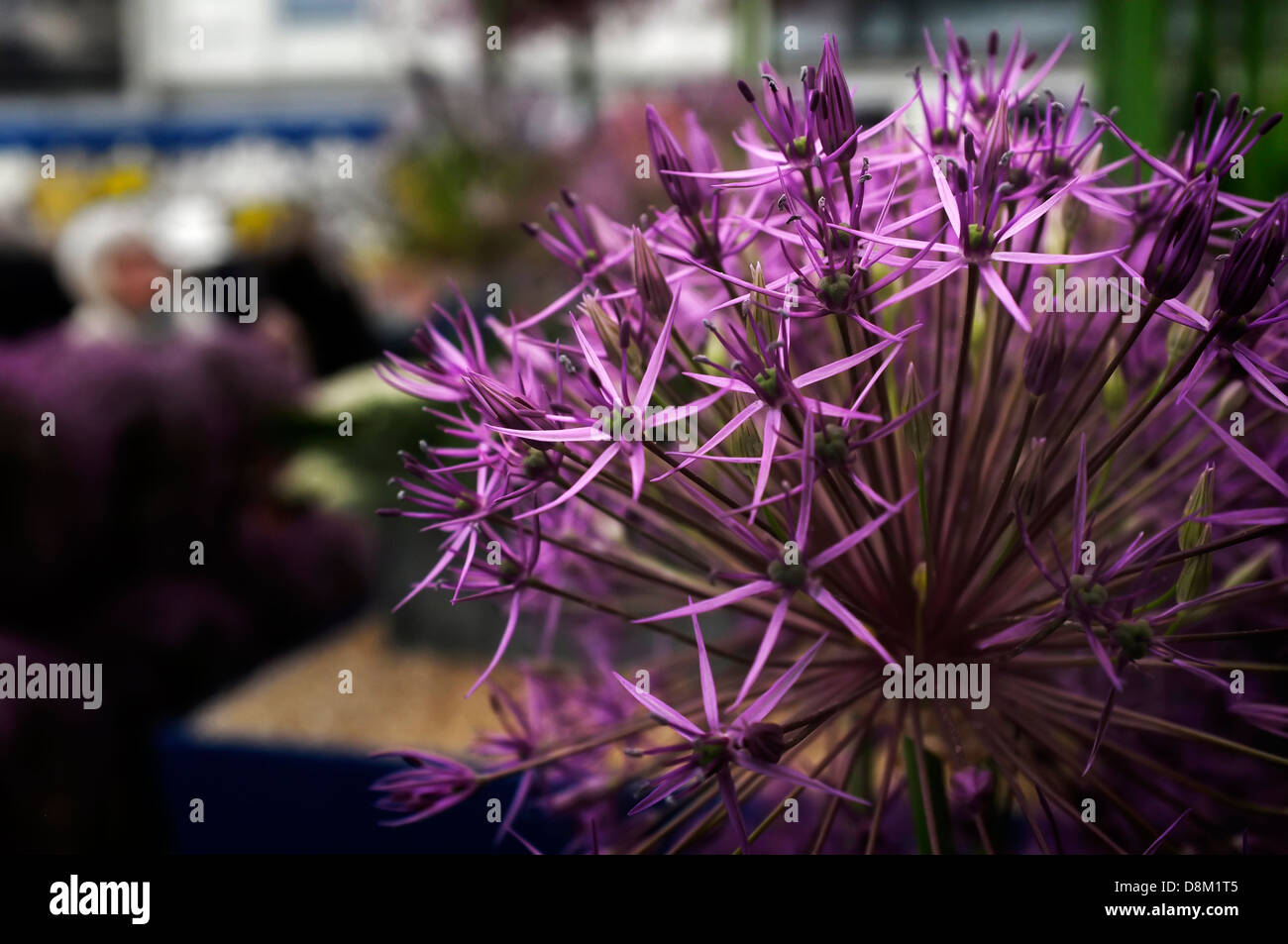Allium 'Purple Rain' auf dem Display auf der Chelsea Flower Show. Stockfoto