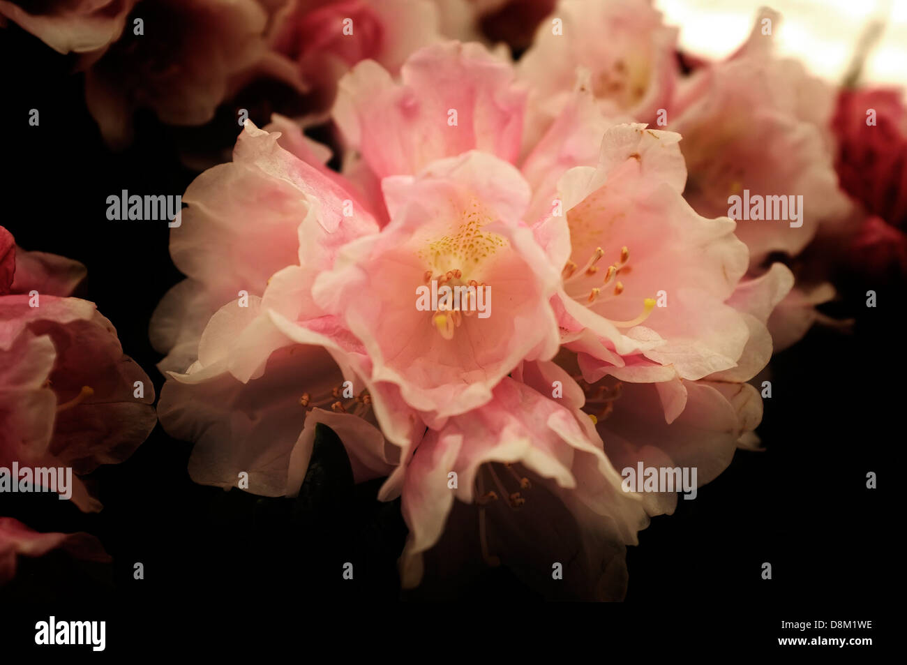 Rhododendron Yakushimanum auf dem Display auf der Chelsea Flower Show. Stockfoto