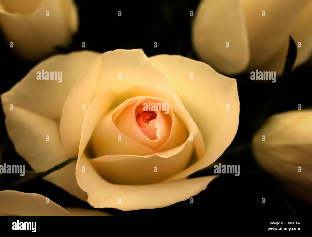 Eine Rose auf dem Display auf der Chelsea Flower Show. Stockfoto