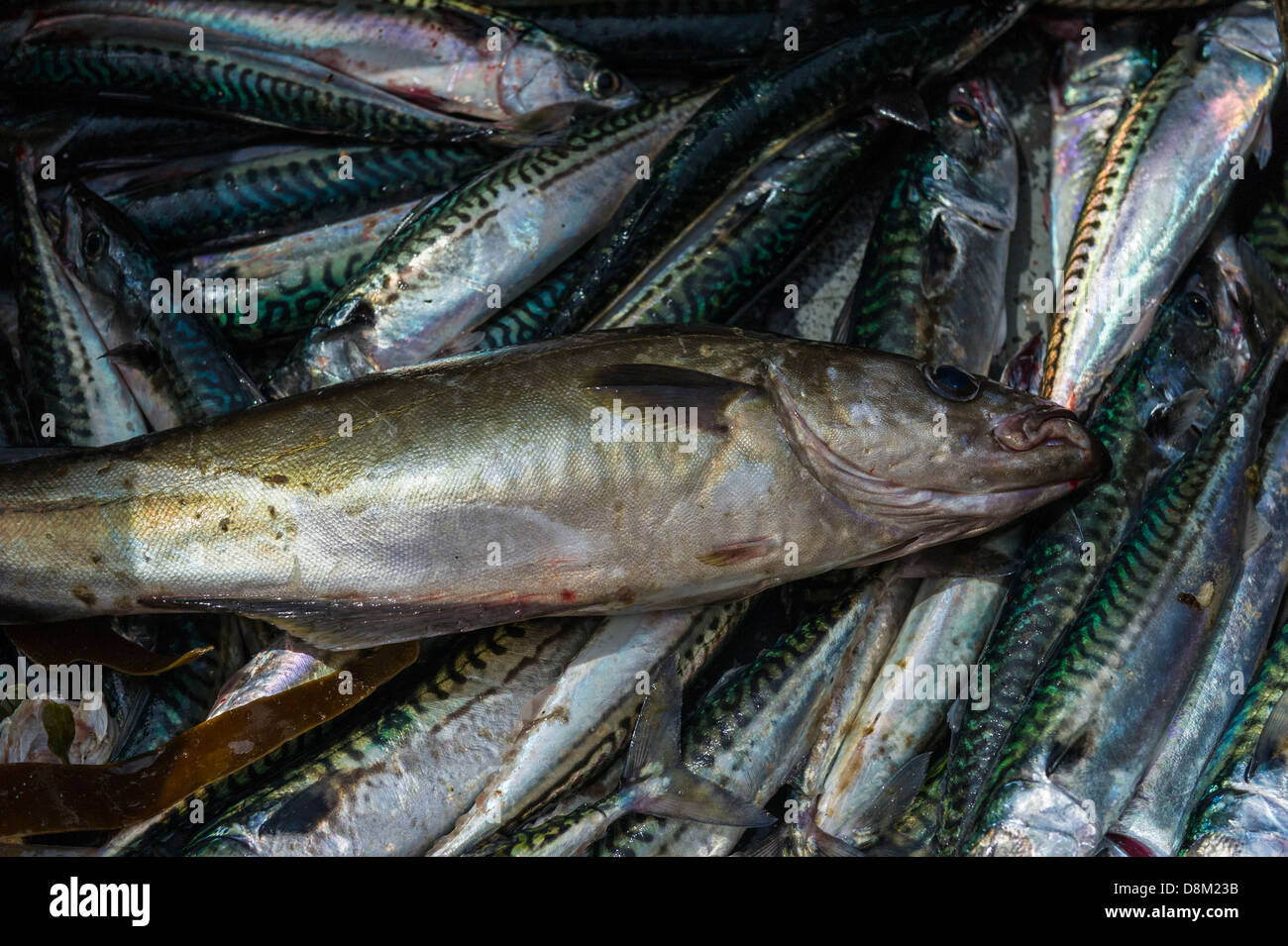 Ein Pollock liegen oben auf Makrele. Stockfoto