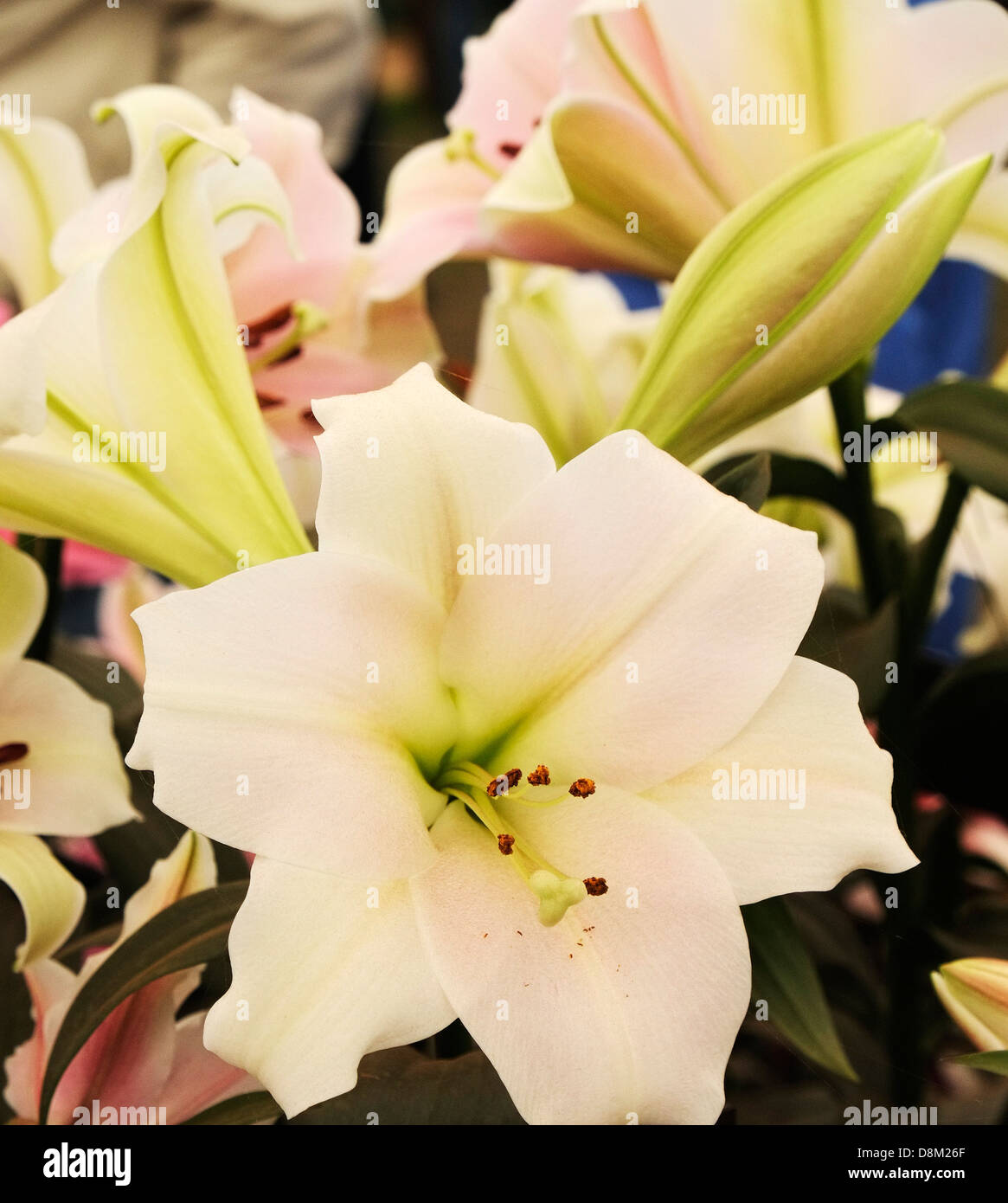 Eine Lilie auf dem Display auf der Chelsea Flower Shoiw. Stockfoto