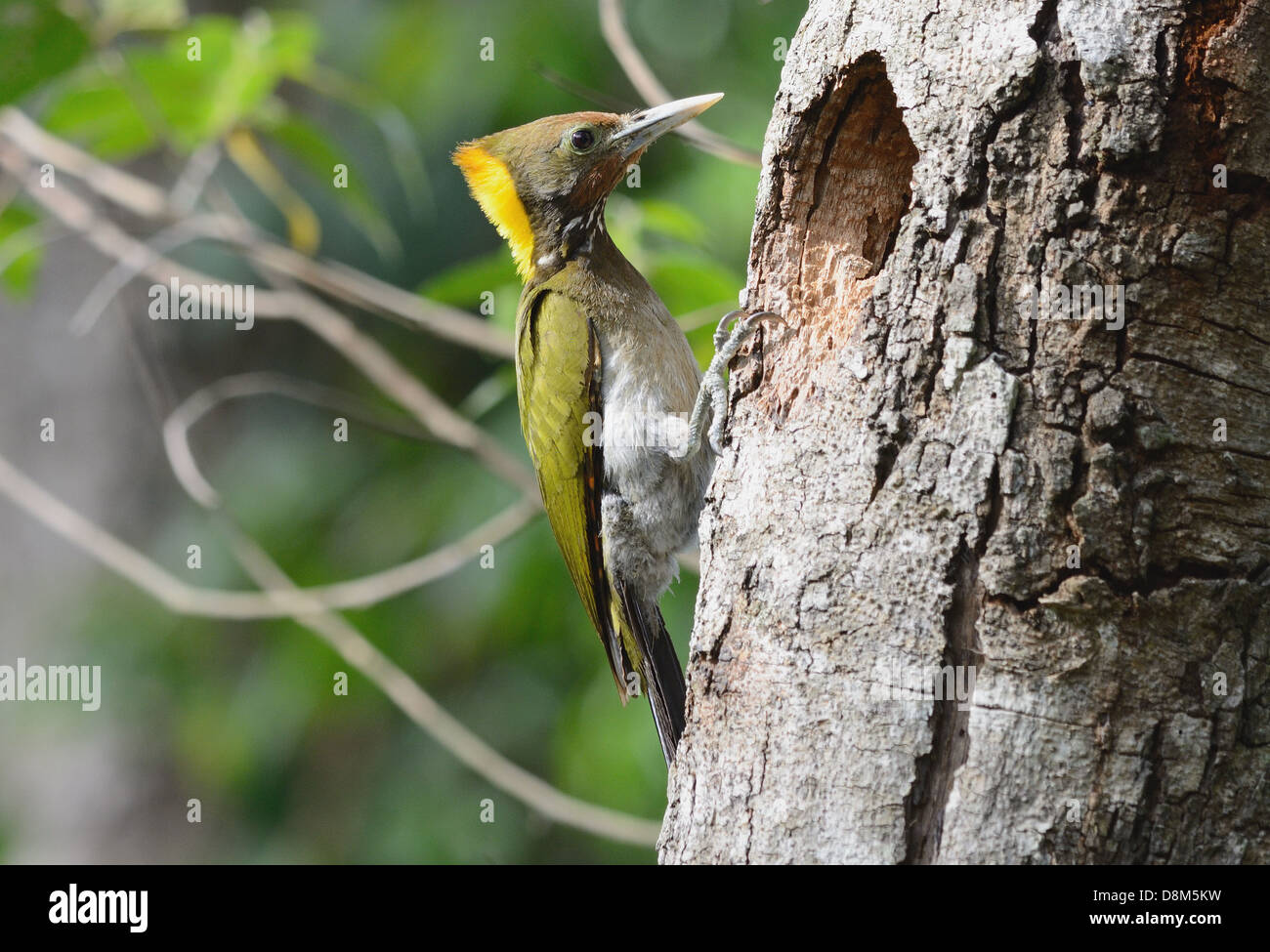 schöne weibliche größere Yellownape Specht (Picus Flavinucha) in ihr Loch Stockfoto