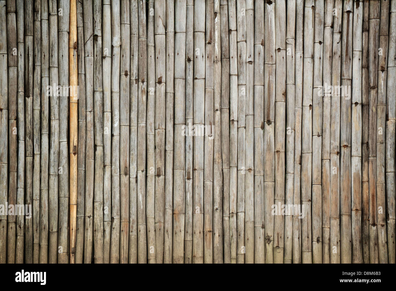 Bambus Stockfoto