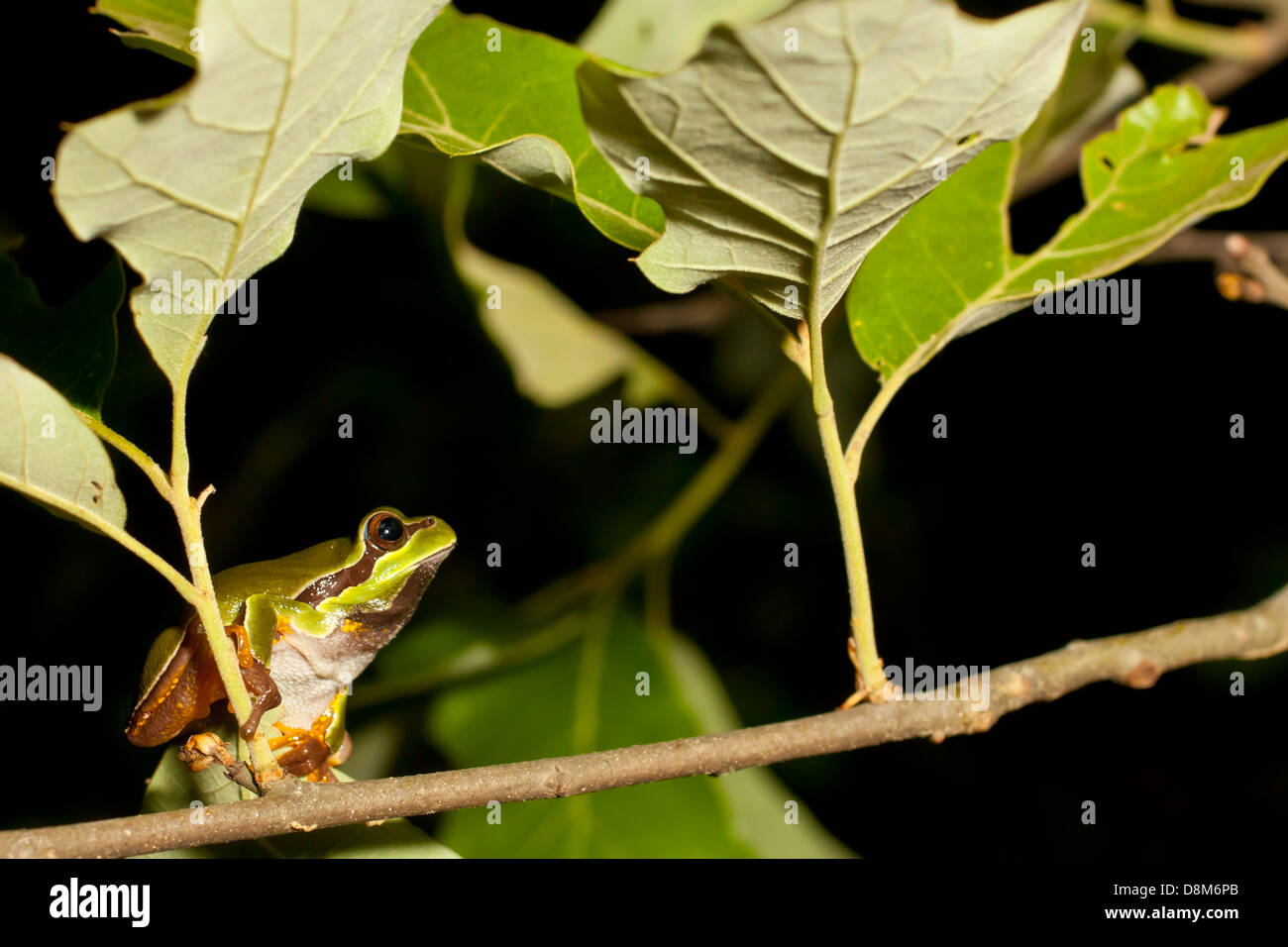 Pine Barrens Laubfrosch (Hyla Andersonii) zu springen Stockfoto