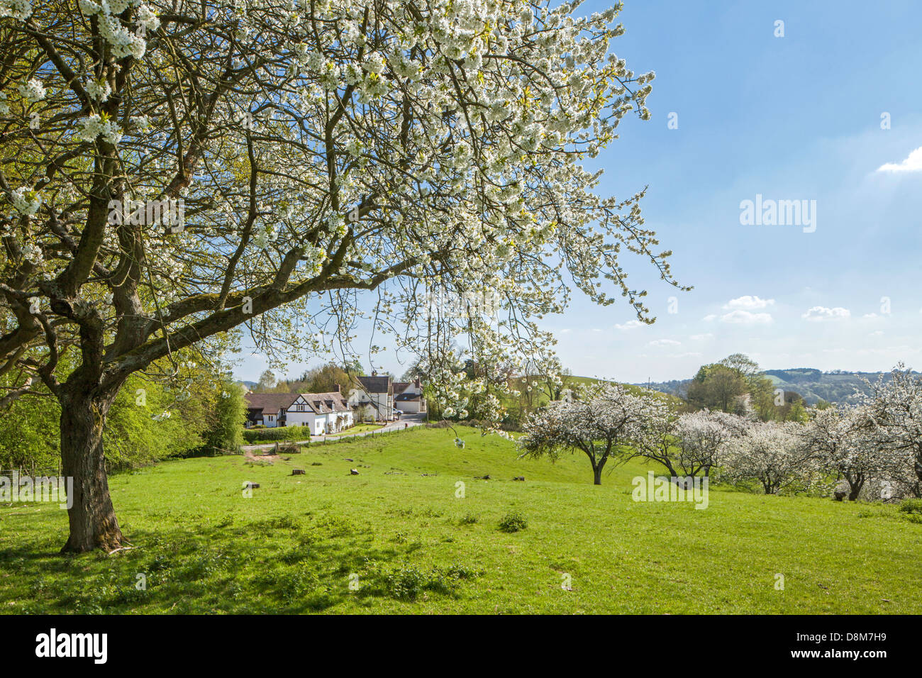 Ein Blick über einen Obstgarten in tem Tal, Worcestershire, England, Großbritannien Stockfoto