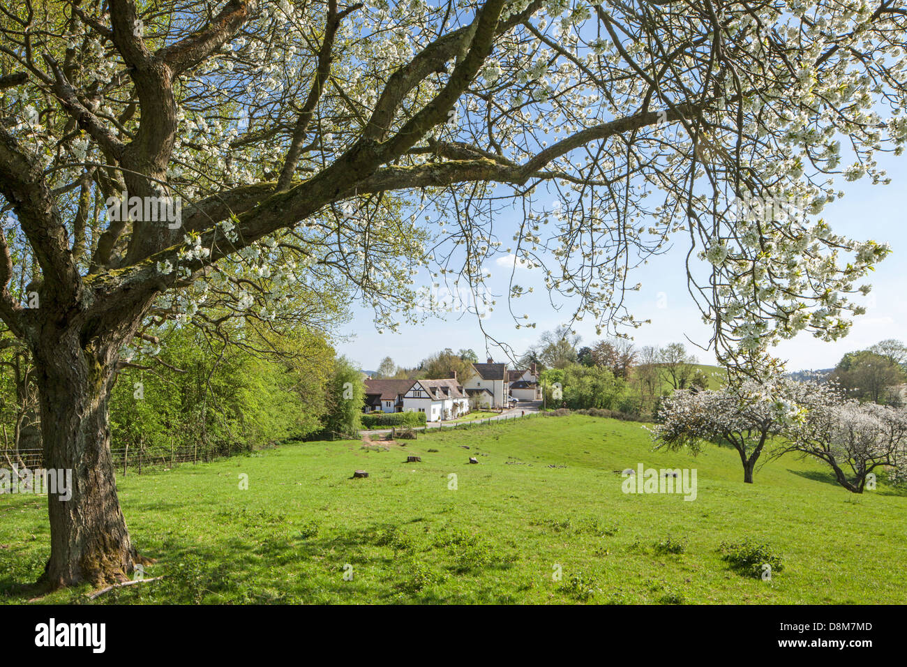 Ein Blick über einen Obstgarten in tem Tal, Worcestershire, England, Großbritannien Stockfoto