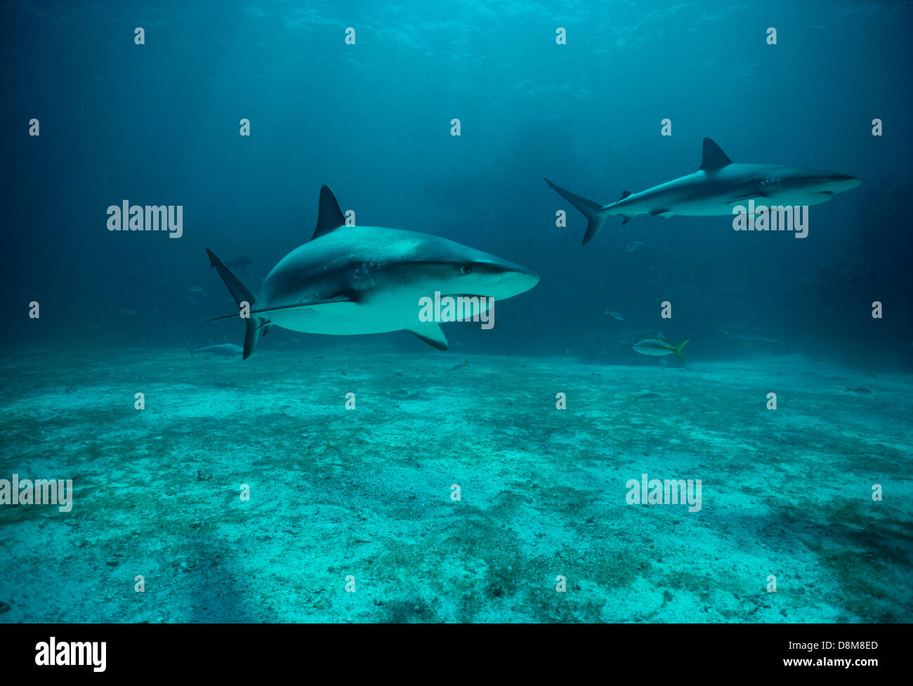Karibische Riffhaie (Carcharhinus Perezi). Karibik, Bahamas Stockfoto
