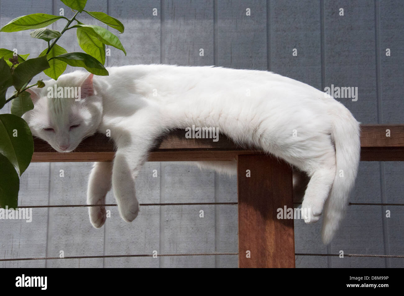 junge weiße Türkisch van Katze mit blauen Augen, rosa Ohren liegen Faulenzen am Zaun mit Zitrone Baum im freien MR Stockfoto