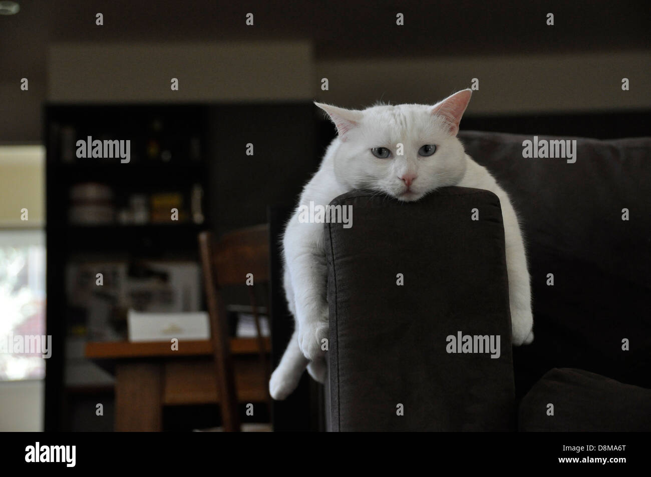 Weiße Katze Türkisch Van mit blauen Augen, rosa Ohren spreizen auf verschiedenen Blickwinkeln bildseitig braunen Sofa Arm zu entspannen. Modell-Freigabe-Erfolg Stockfoto