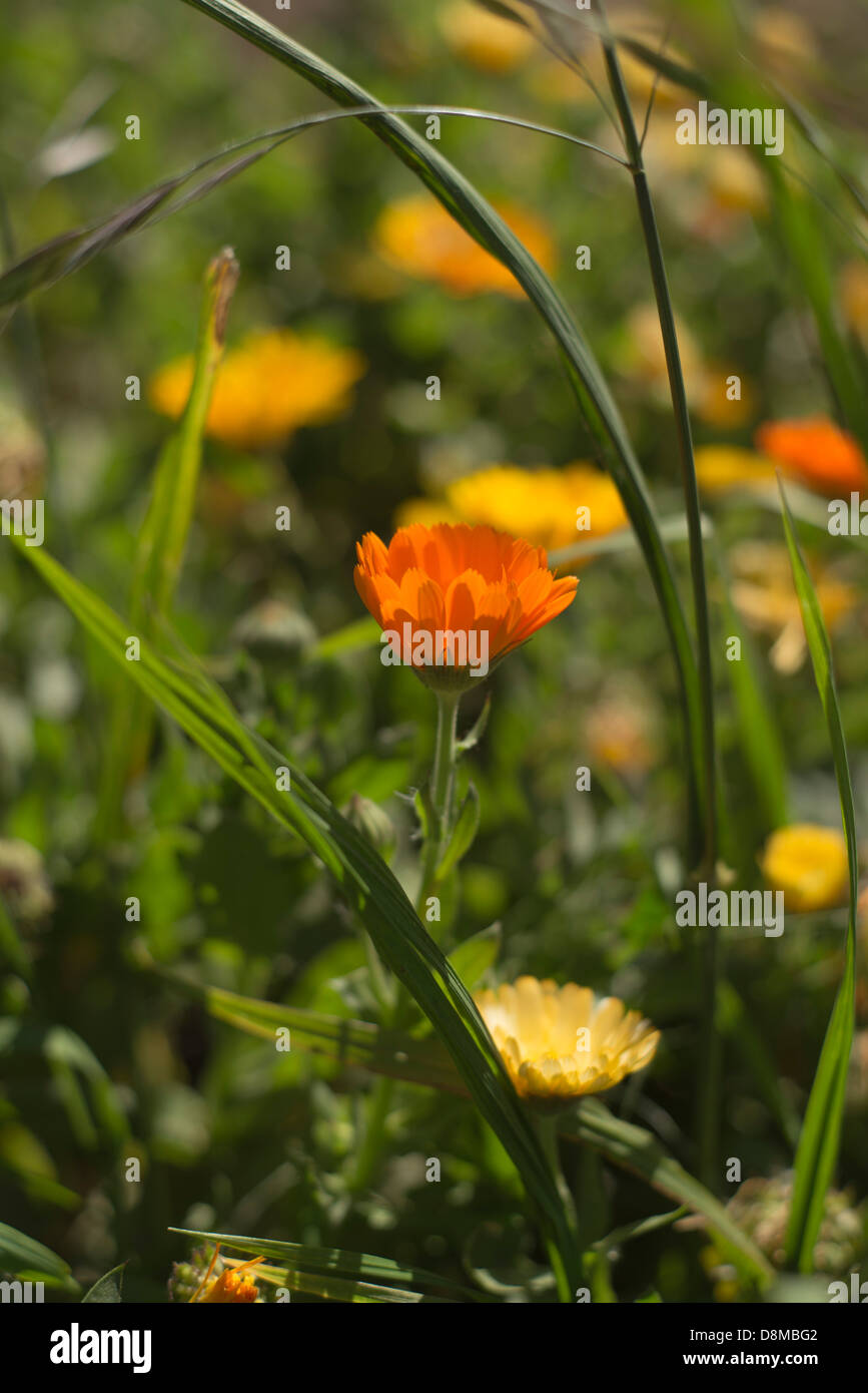 medizinische Blume wächst in Sonne Stockfoto