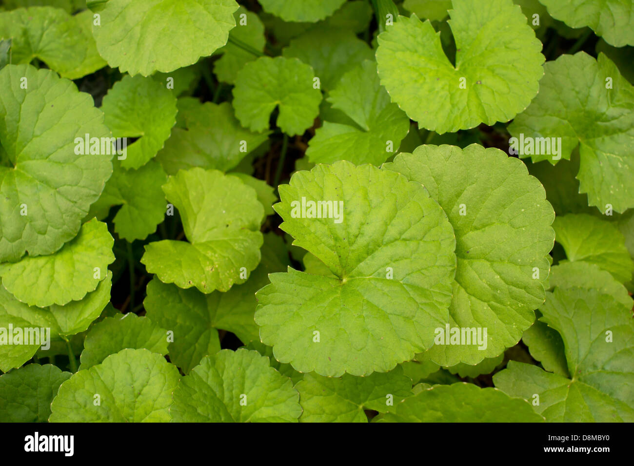 Abel oder Penny Würze Stockfoto