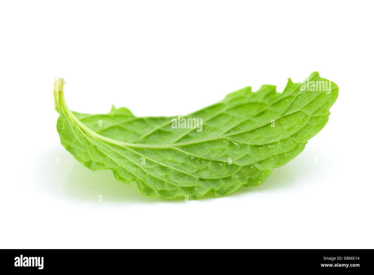 Mint Blatt Stockfoto