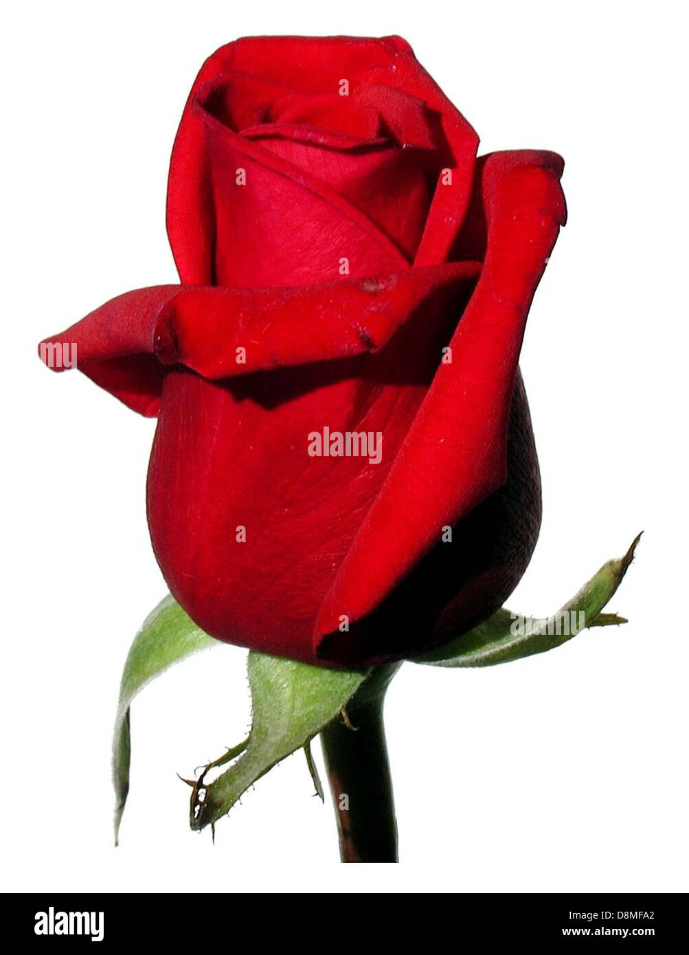 Rose rot auf weißem Hintergrund. Stockfoto