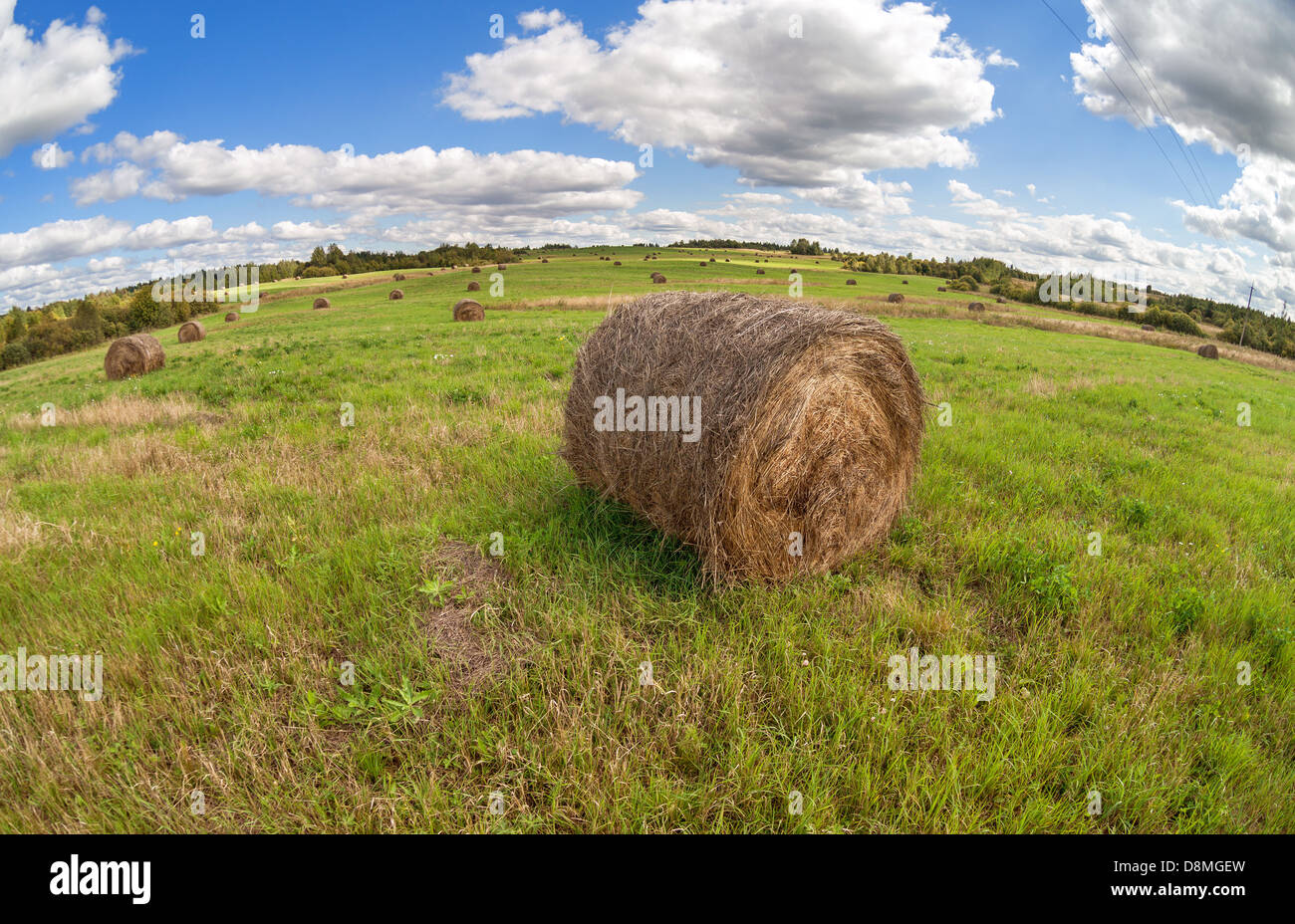 Heu auf Feld unter blauem Himmel im Sommertag Stockfoto