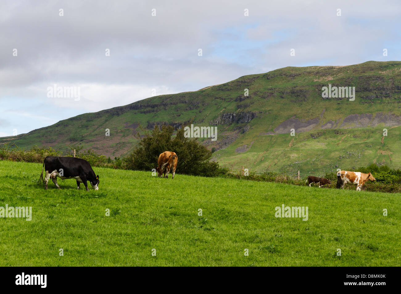Grasende Kühe auf einem Feld auf einem Hügel. Schottland, Großbritannien Stockfoto