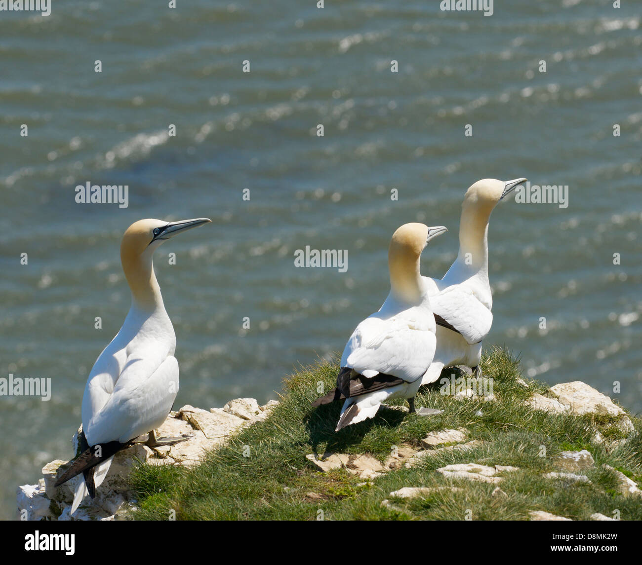 Basstölpel Zucht in Bempton Cliffs Stockfoto