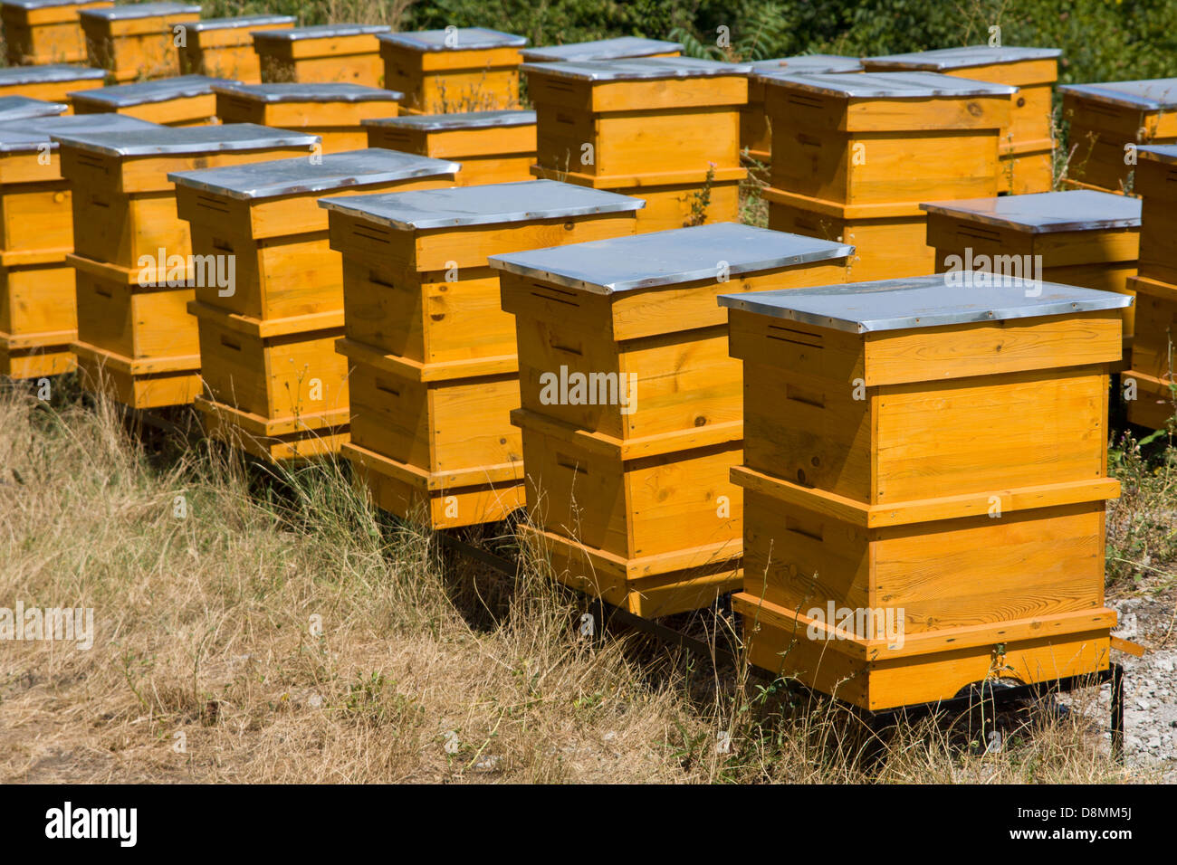 Bienenstöcke und Imkerei Stockfoto
