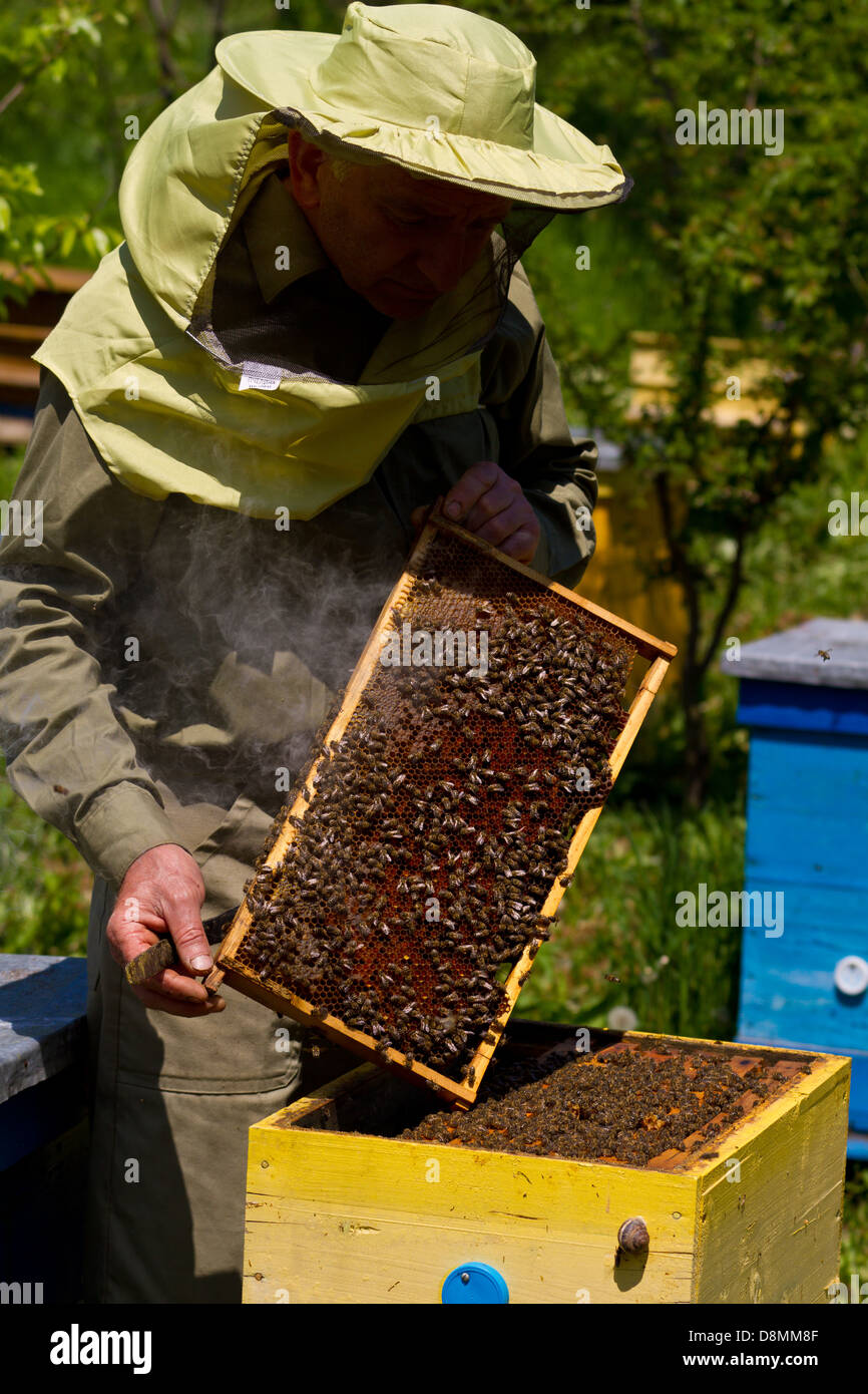 Imker und Waben mit Bienen und Honig Stockfoto