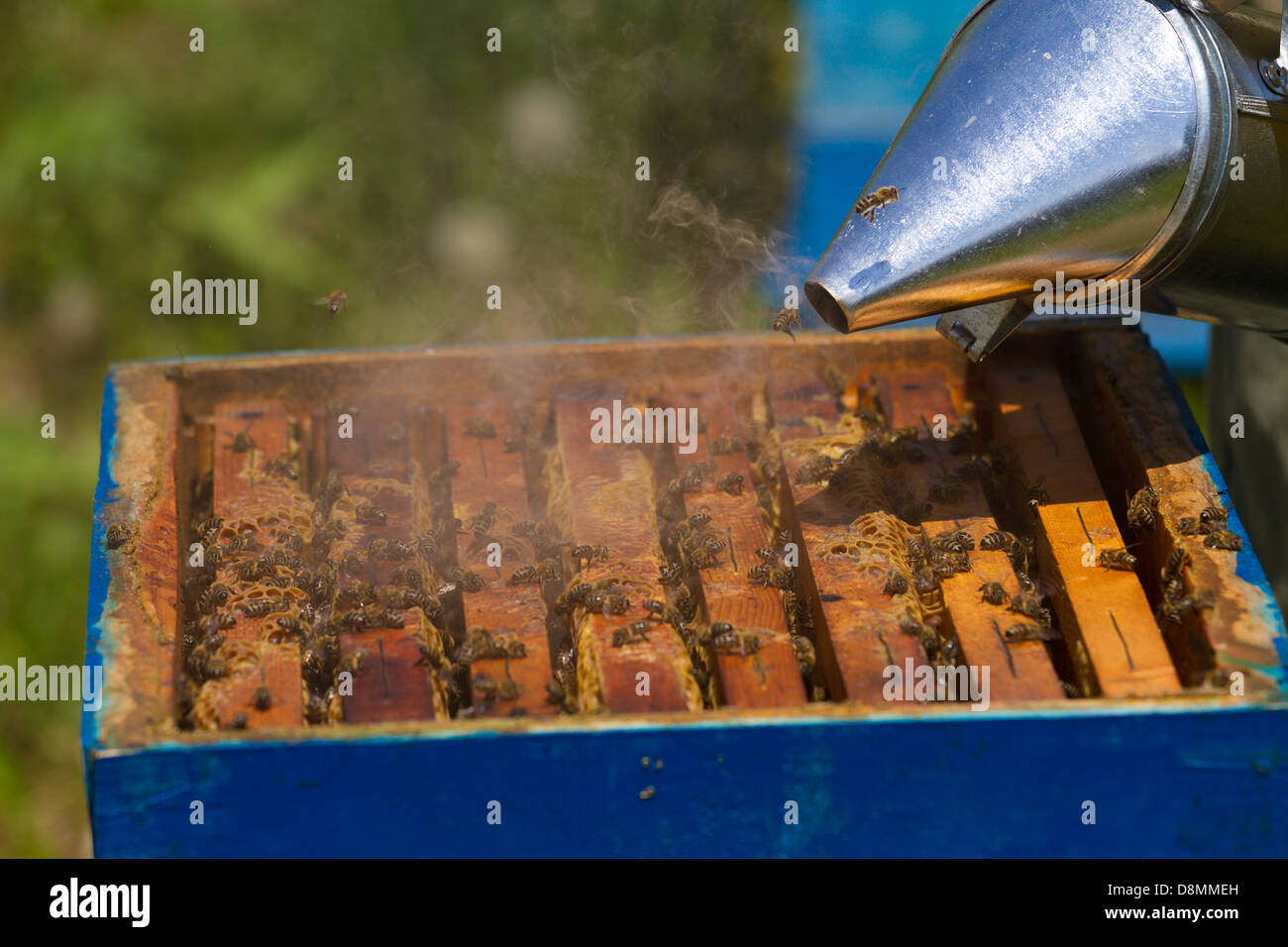 Imker arbeiten am Bienenstock Stockfoto