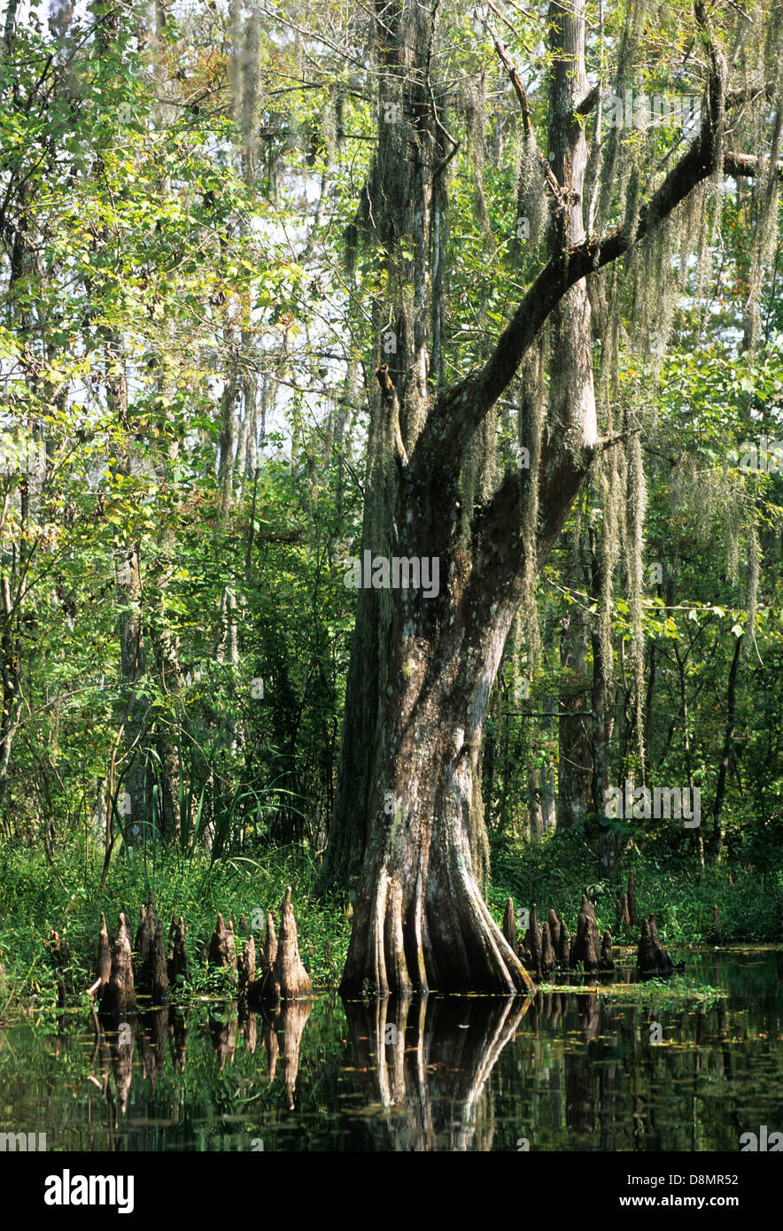 Elk283-4634v Louisiana, Cajun Country, Big Bayou Black, kahle Zypresse-Sumpf Stockfoto