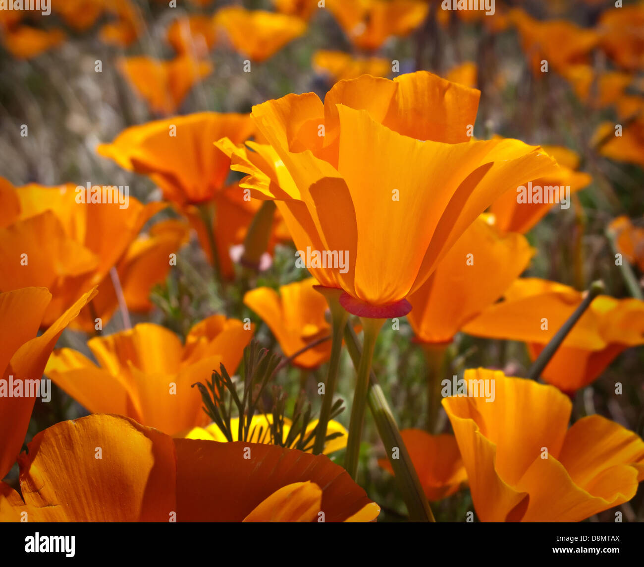 Der kalifornische Mohn, Eschscholzia Californica, aufgenommen bei der Antelope Valley Poppy Reserve in der Nähe von Palmdale, Kalifornien Stockfoto