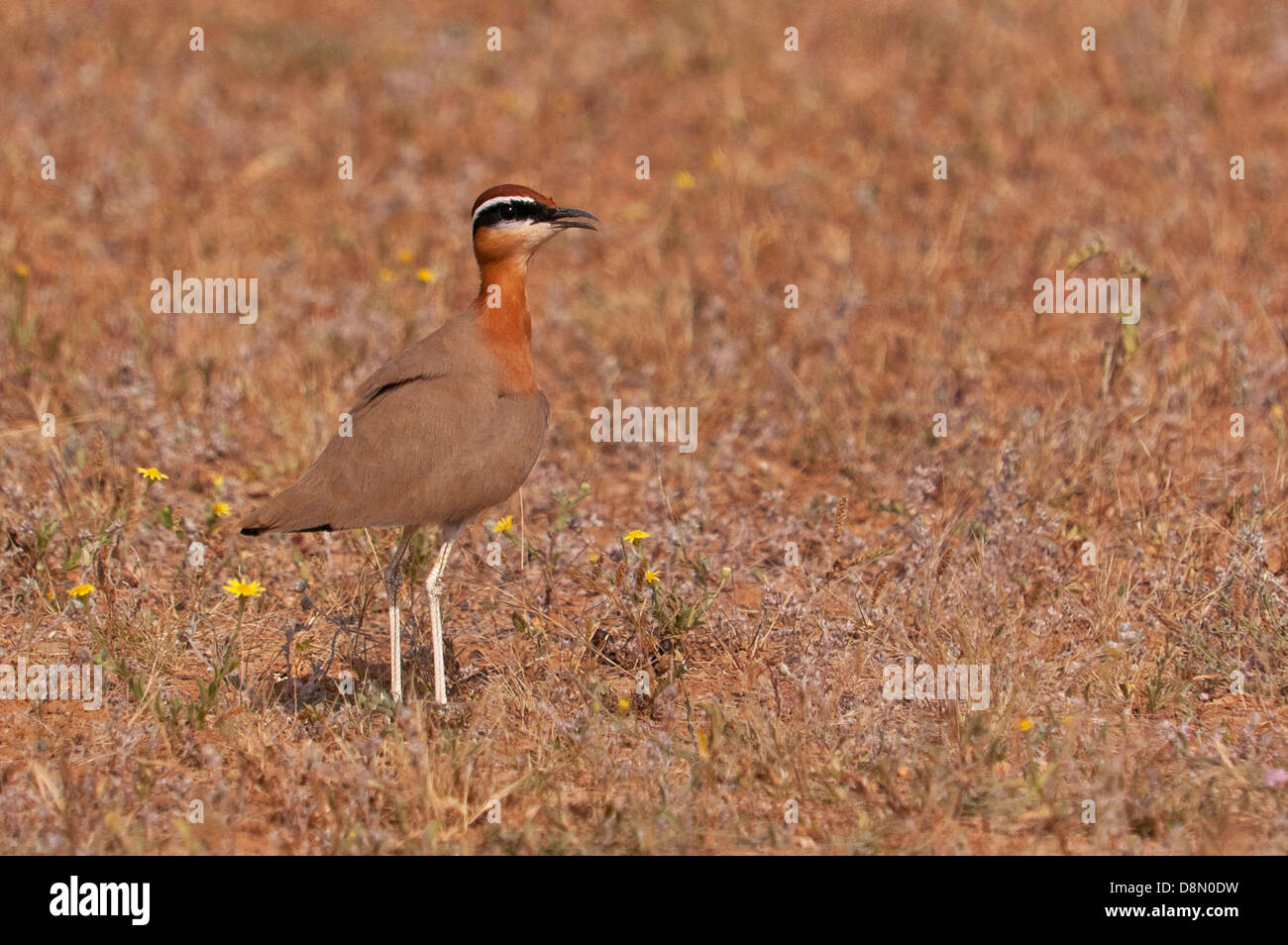 Indischen Renner (Cursorius Coromandelicus) Stockfoto