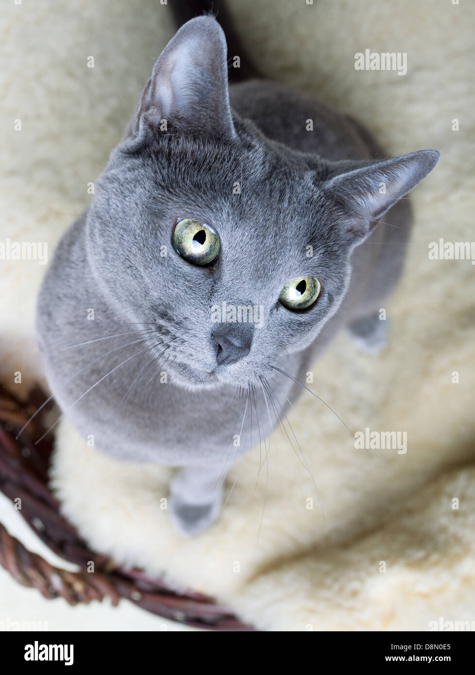 Russisch Blau Katze auf Lammfell Stockfoto