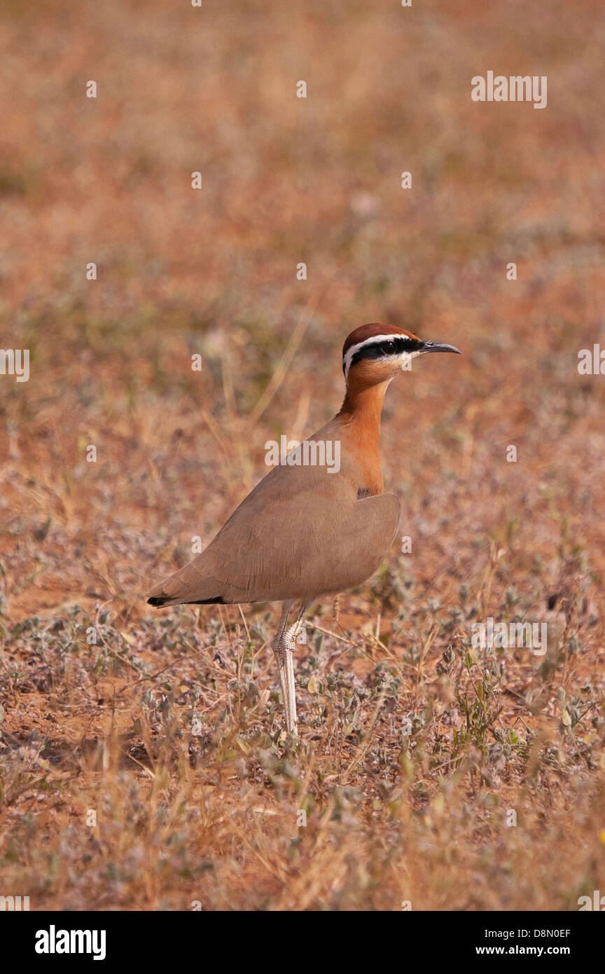 Indischen Renner (Cursorius Coromandelicus) Stockfoto