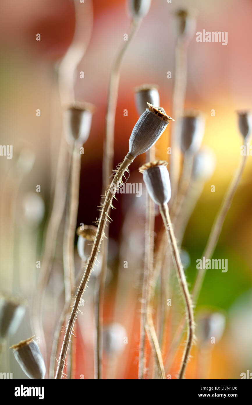 Getrocknete Mohn Stockfoto