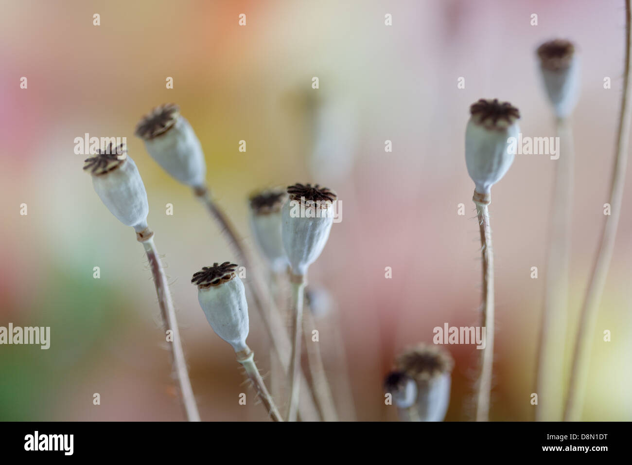 Getrocknete Mohn Stockfoto