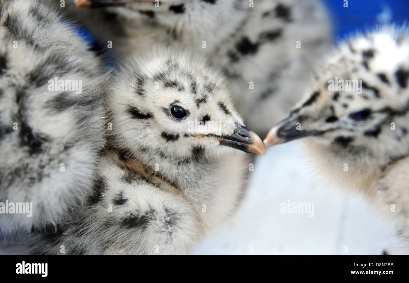 Silbermöwe Küken Larus argentatus Stockfoto