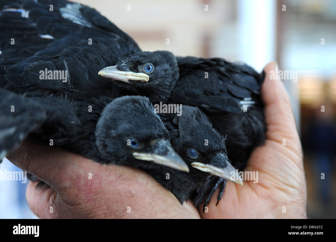 Junge Dohle Küken in einer Hand wissenschaftlicher Name Corvus monedula Stockfoto